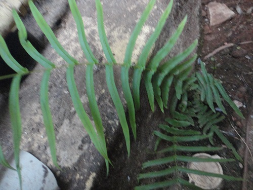 fern plant