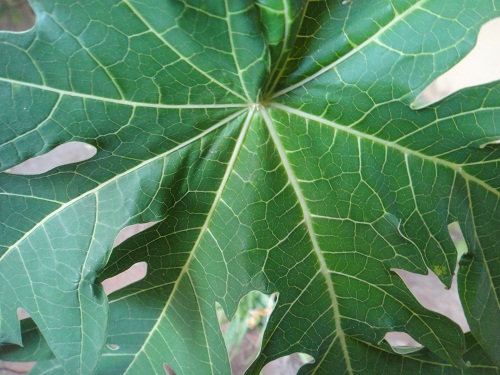 Papaya leaf 